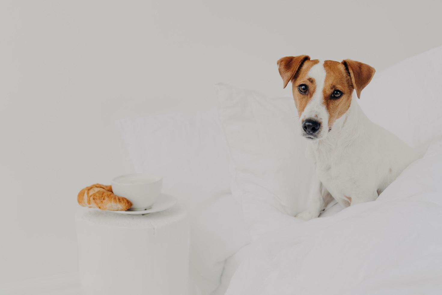 Good morning, breakfast, animals, awakening concept. Cute pedigree jack russel terrier dog stays in comfortable bed, plate with coffee and croissant near enjoys coziness sits comfortably on bedclothes photo