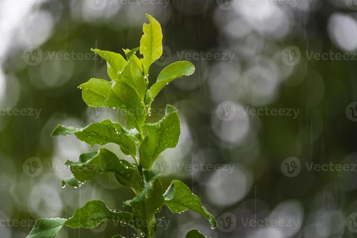 Rainy day background with water drop on green leave. photo