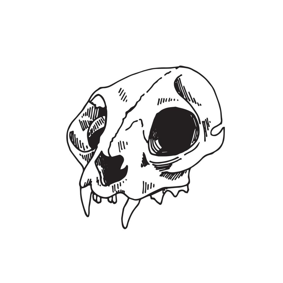 vector line drawing in vintage style. cat skull. animal skull, black and white drawing mysticism, magic, witchcraft. clipart on the topic of esotericism and biology.