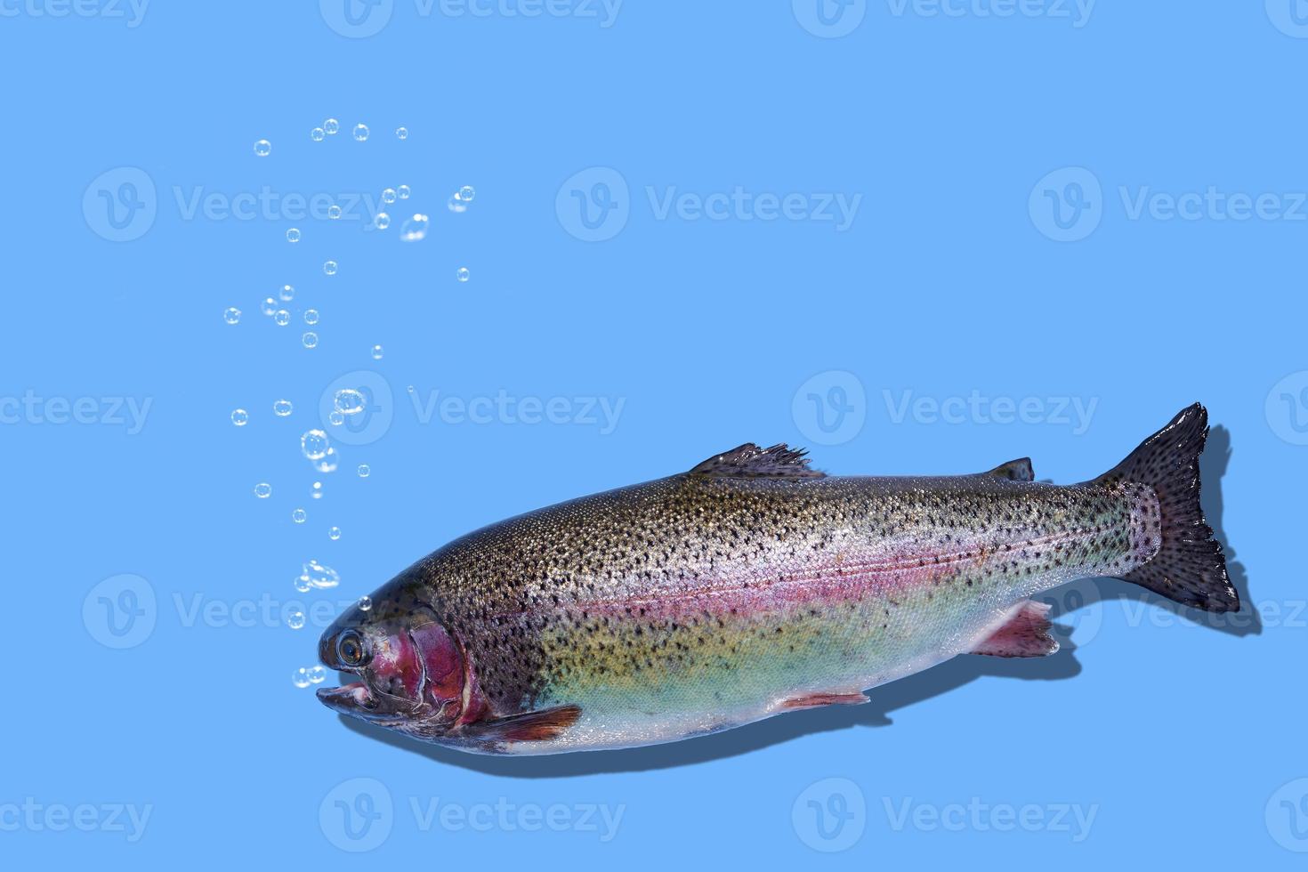 Floating rainbow trout closeup isolated on blue background. The fish breathes and bubbles rise. Photo with copy space.