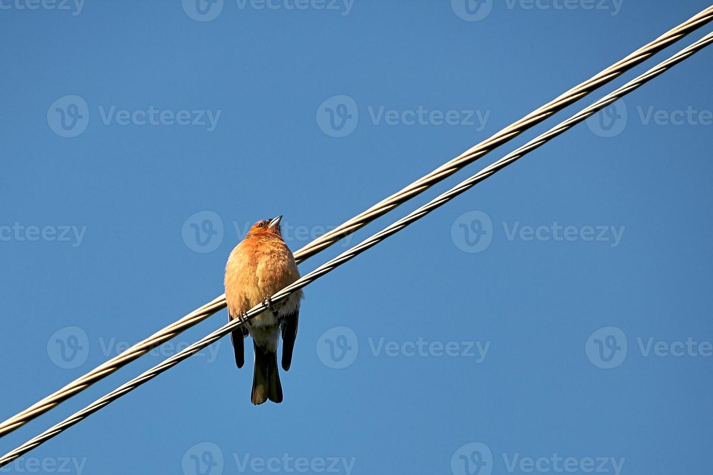 Alone bird on the wire against the blue sky. Robin sitting on wires. photo