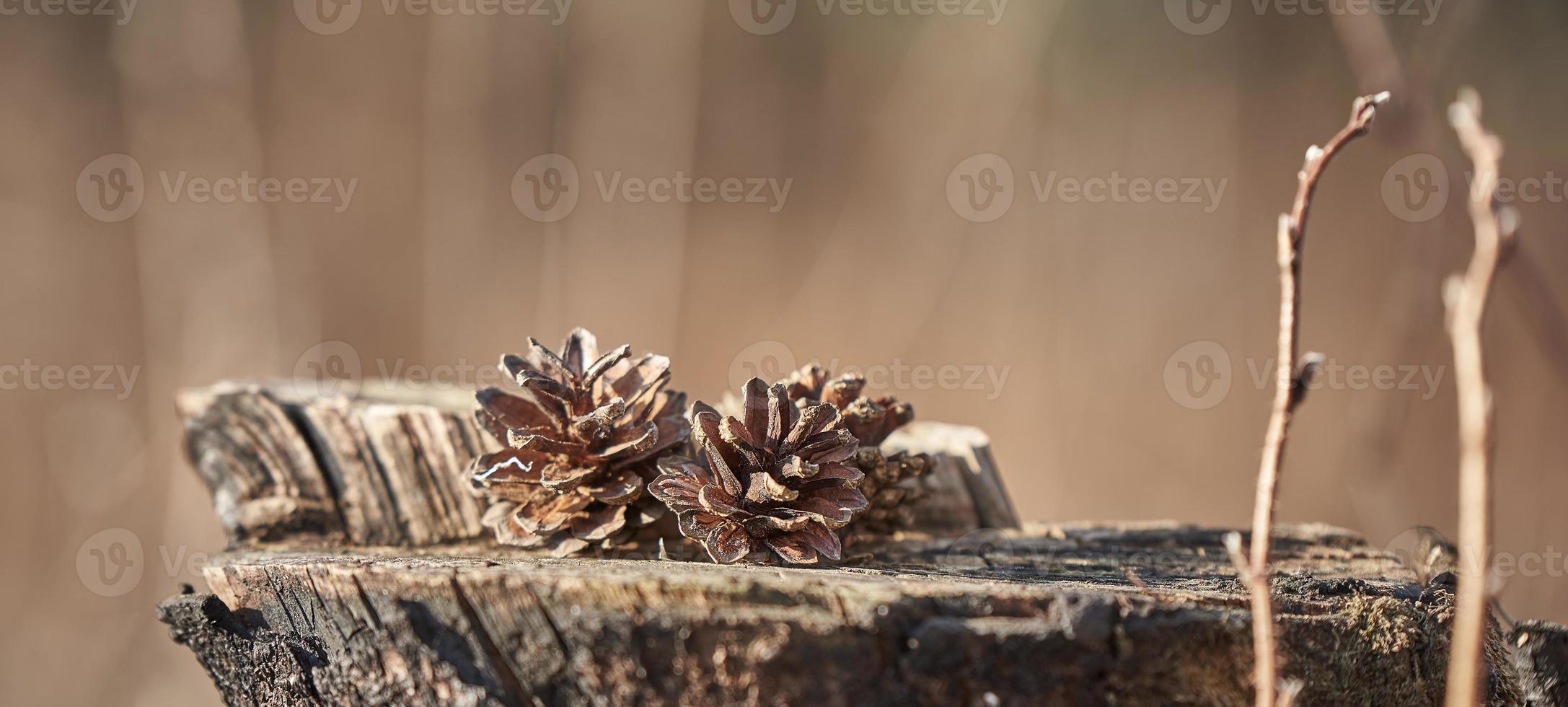 Photo of pine cones on a wood stump on a brown background in the blur. The forest background.