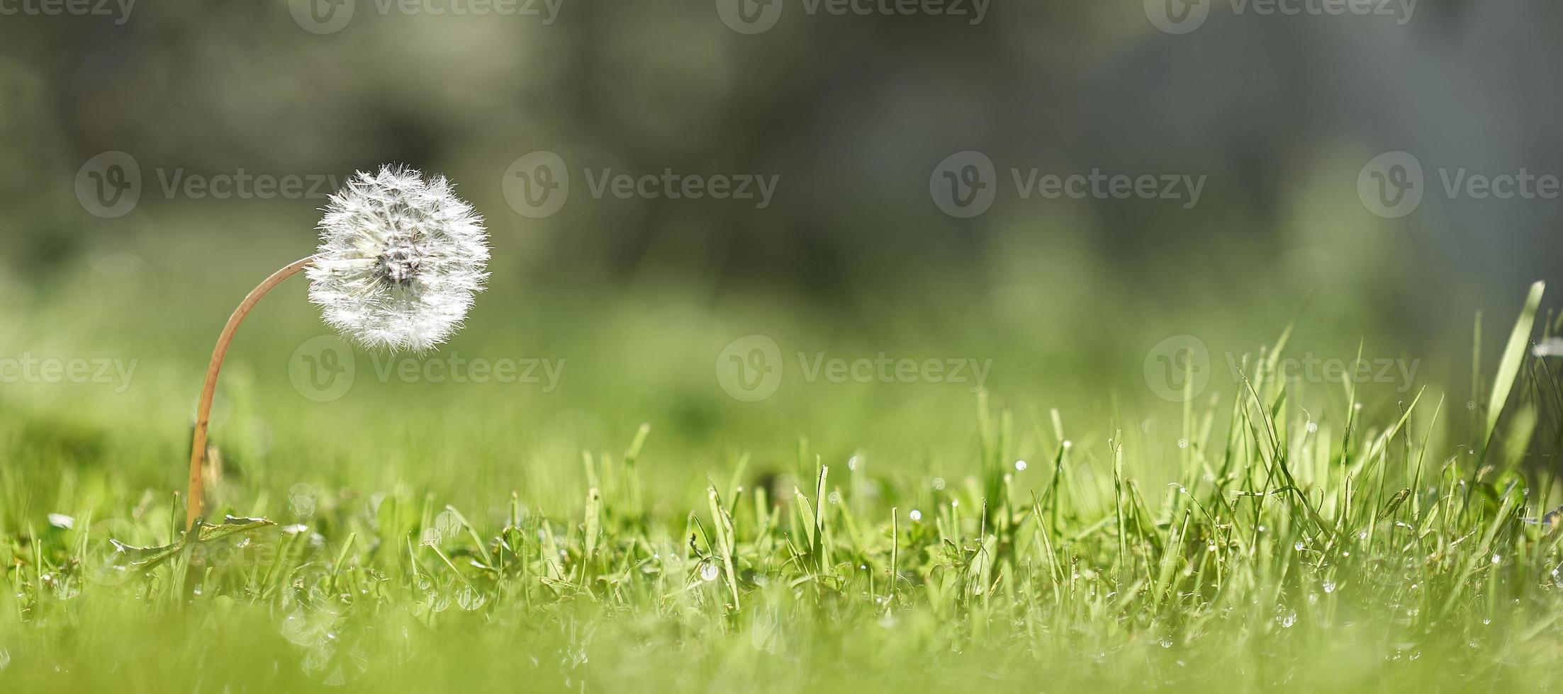 Dandelion on the background of green grass with dew drops. Foreground and background in blur. Photo with copy space.