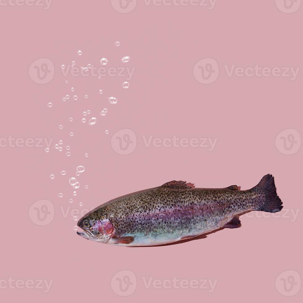 Floating rainbow trout closeup isolated on pink background. The fish breathes and bubbles rise. Photo with copy space.