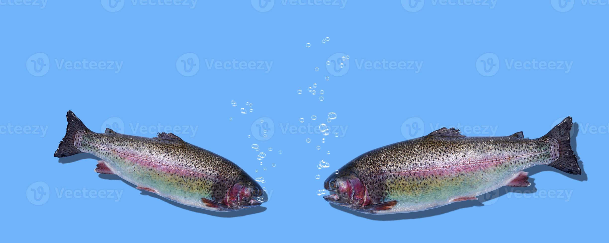 Two floating rainbow trout closeup isolated on blue background. The fishes breathes and bubbles rise. Photo with copy space.
