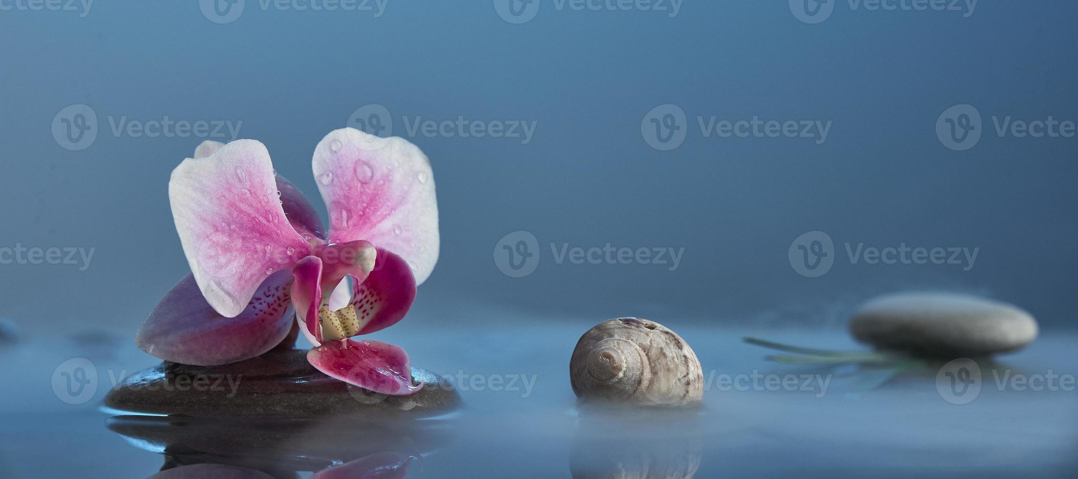 Still life with pink orchid, stones, shells in blue water. Photo with copy space. Relax concept.