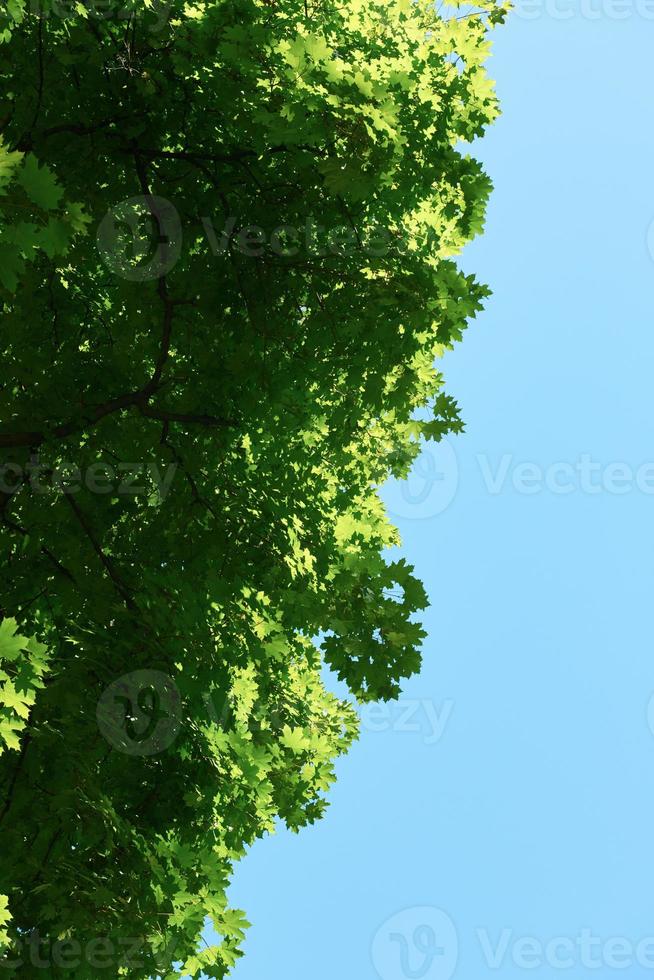 green tree brances photo