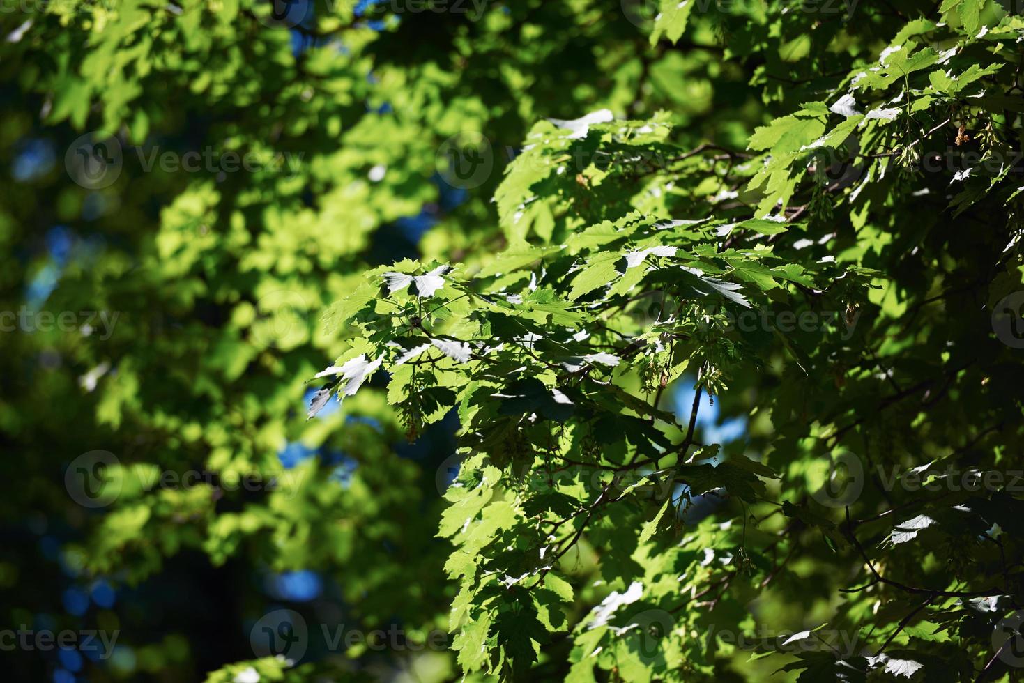 green tree brances photo