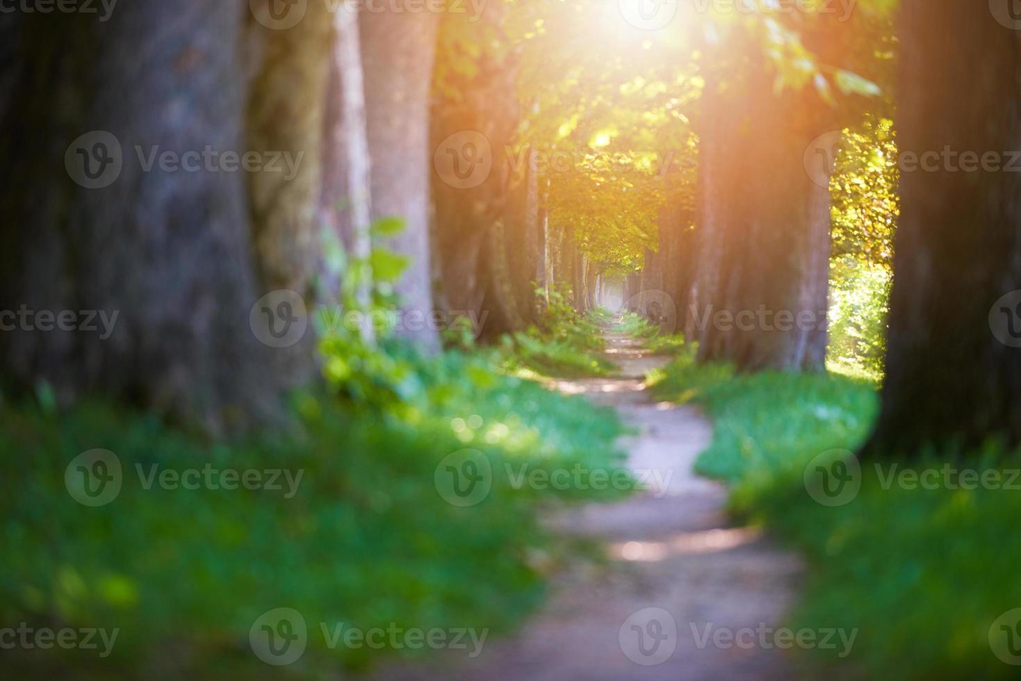 country road trought tree  alley in photo