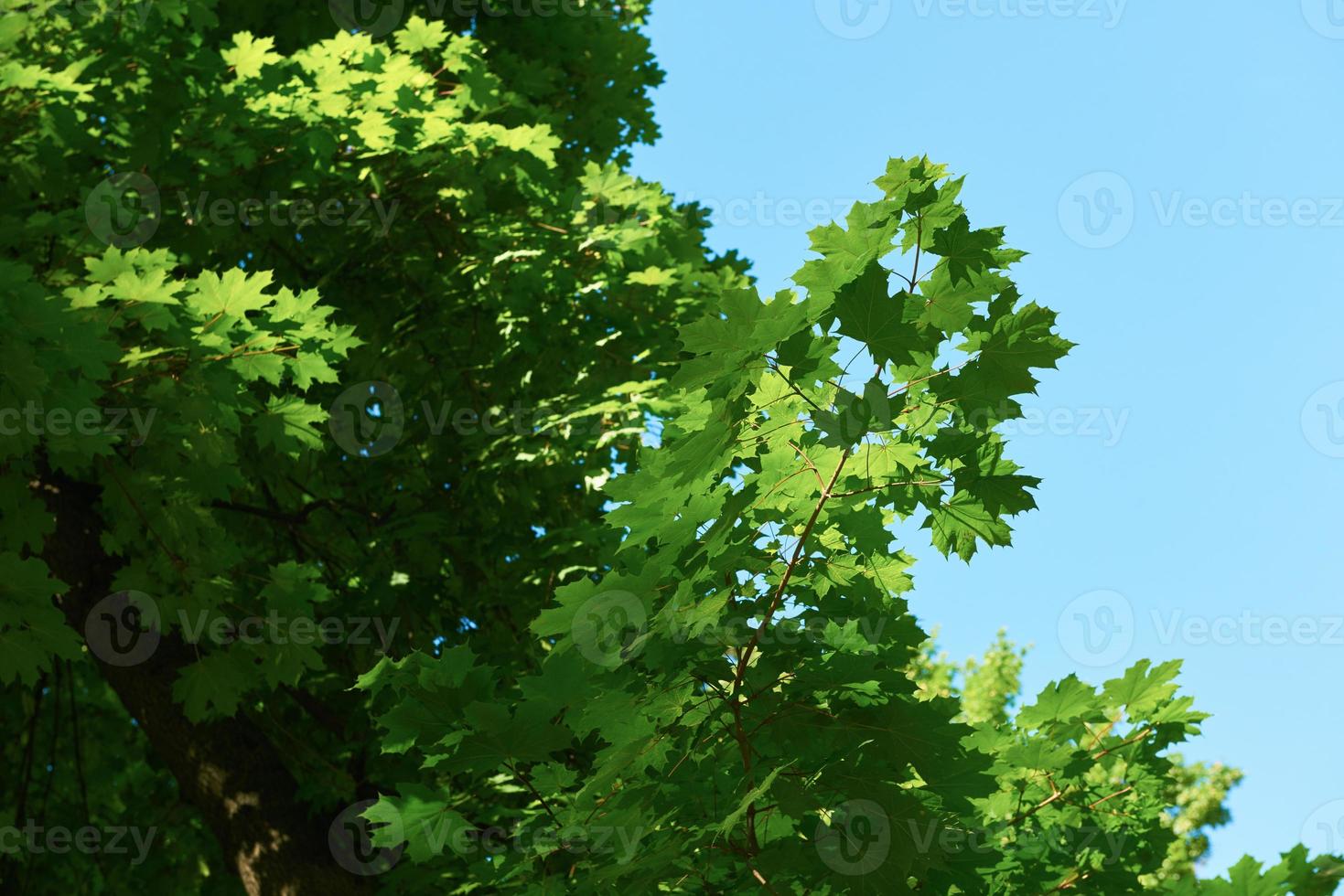 green tree brances photo
