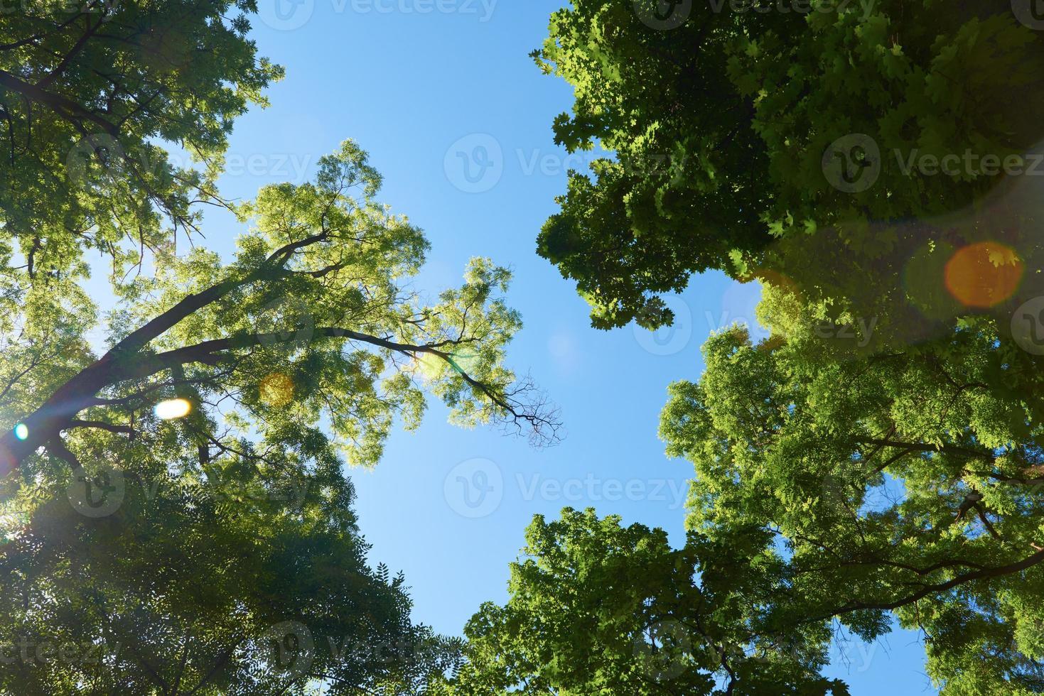 green tree brances photo