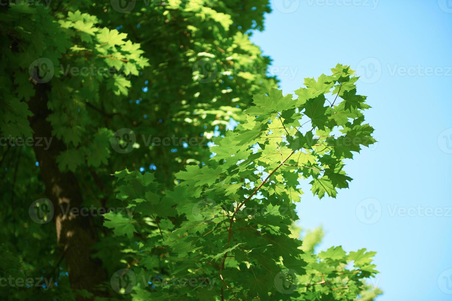 green tree brances photo