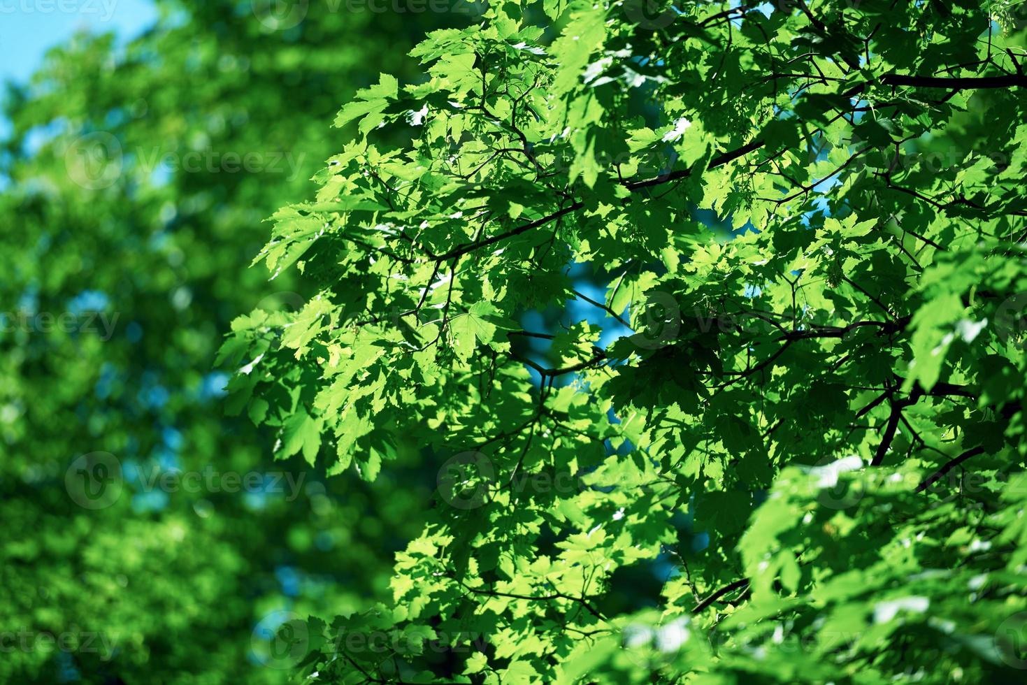 green tree brances photo