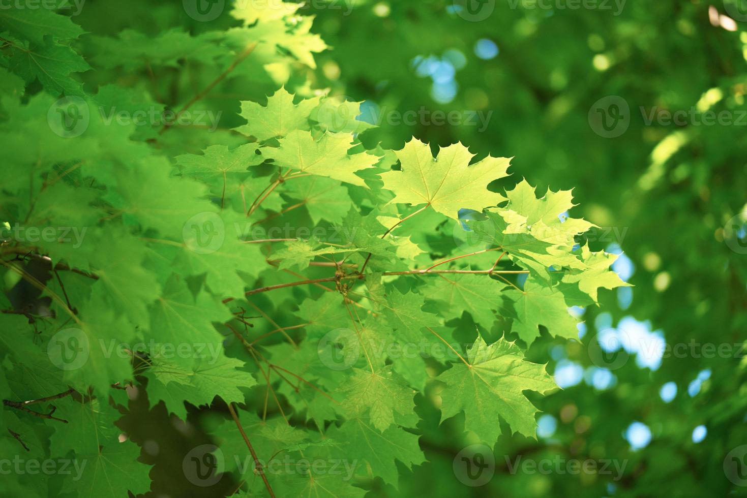 green tree brances photo
