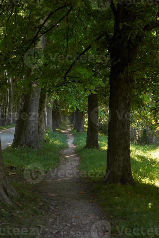 country road trought tree  alley in photo