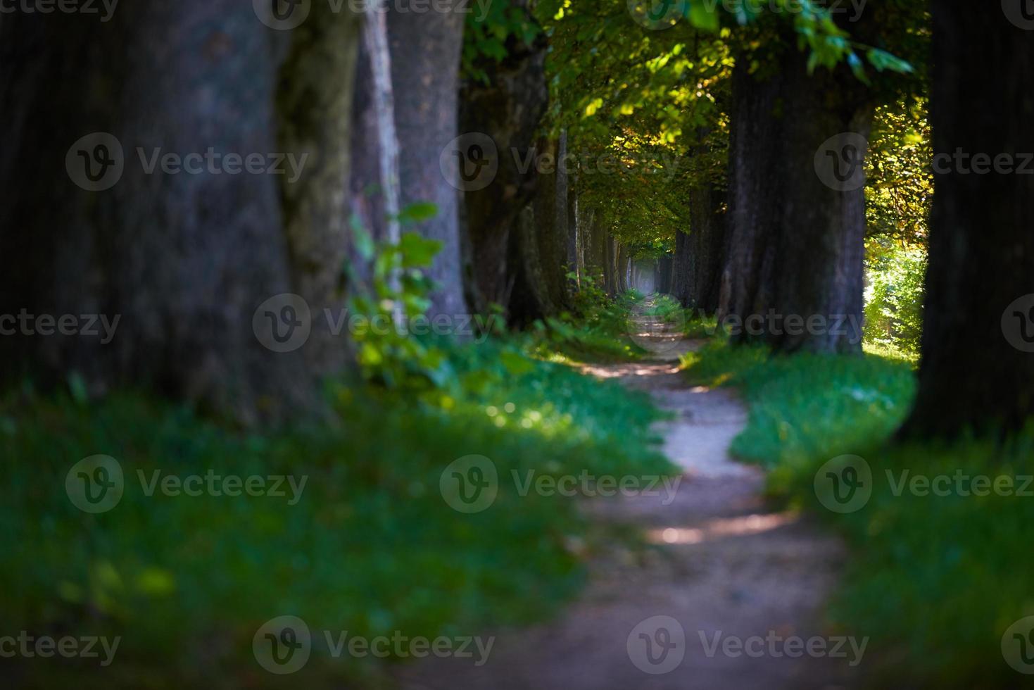 country road trought tree  alley in photo