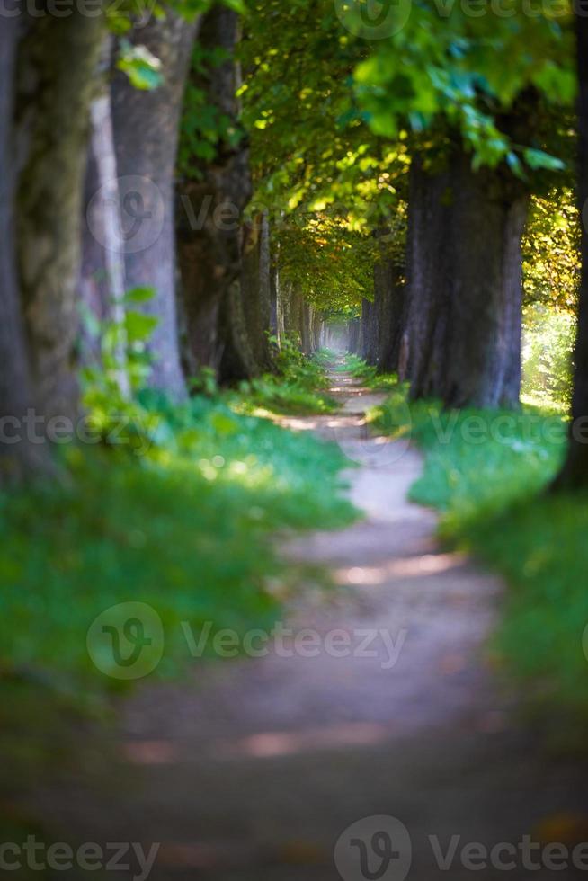 camino rural a través de callejón de árboles en foto