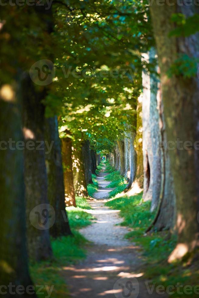 country road trought tree  alley in photo