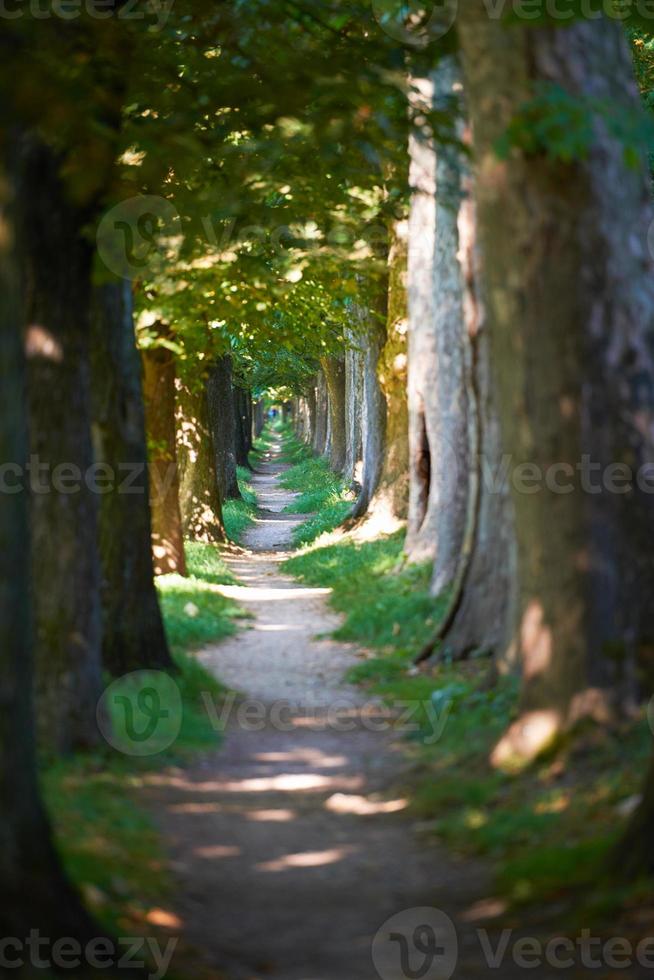 country road trought tree  alley in photo