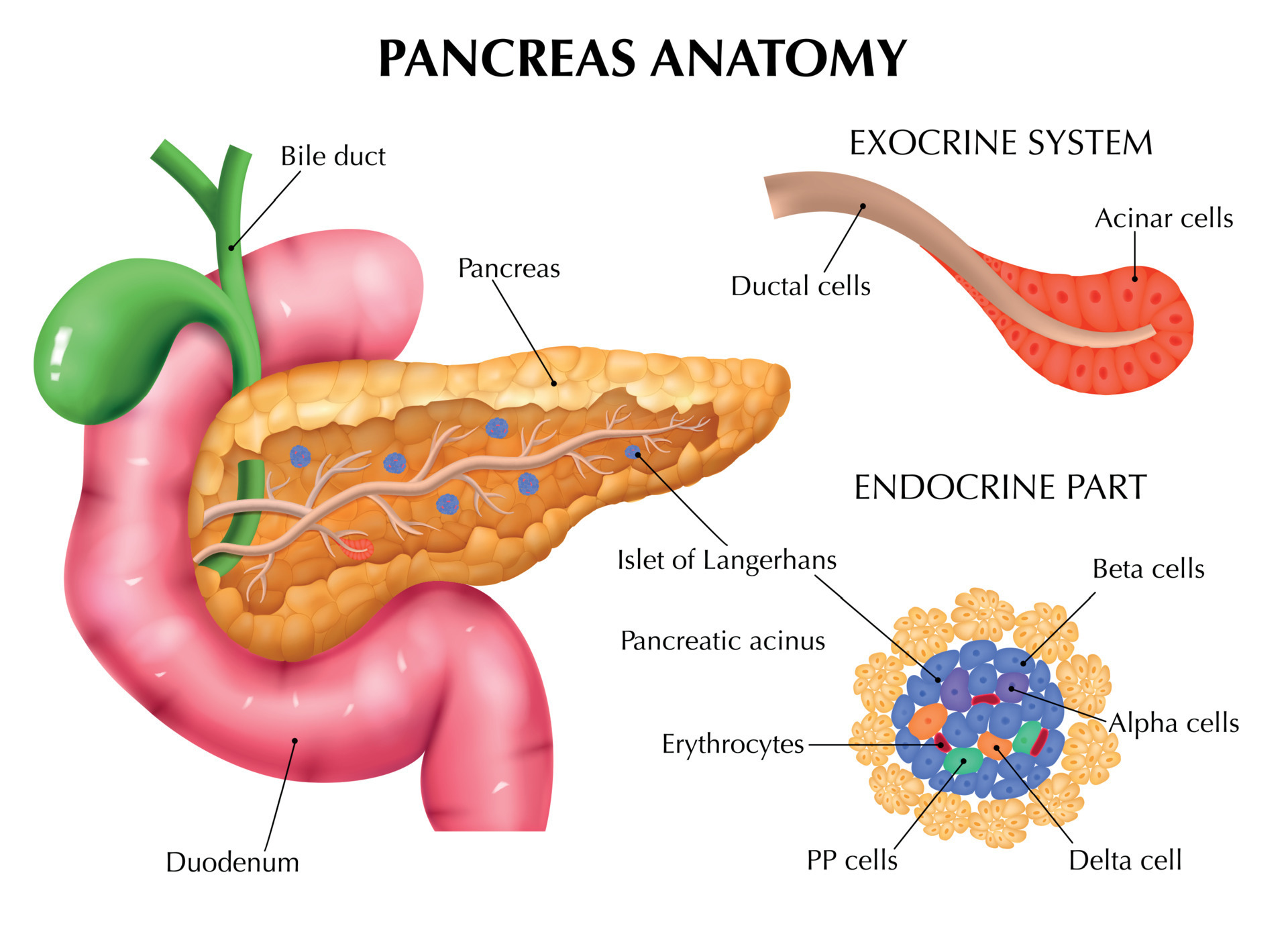 Alimentos que mejoran el pancreas