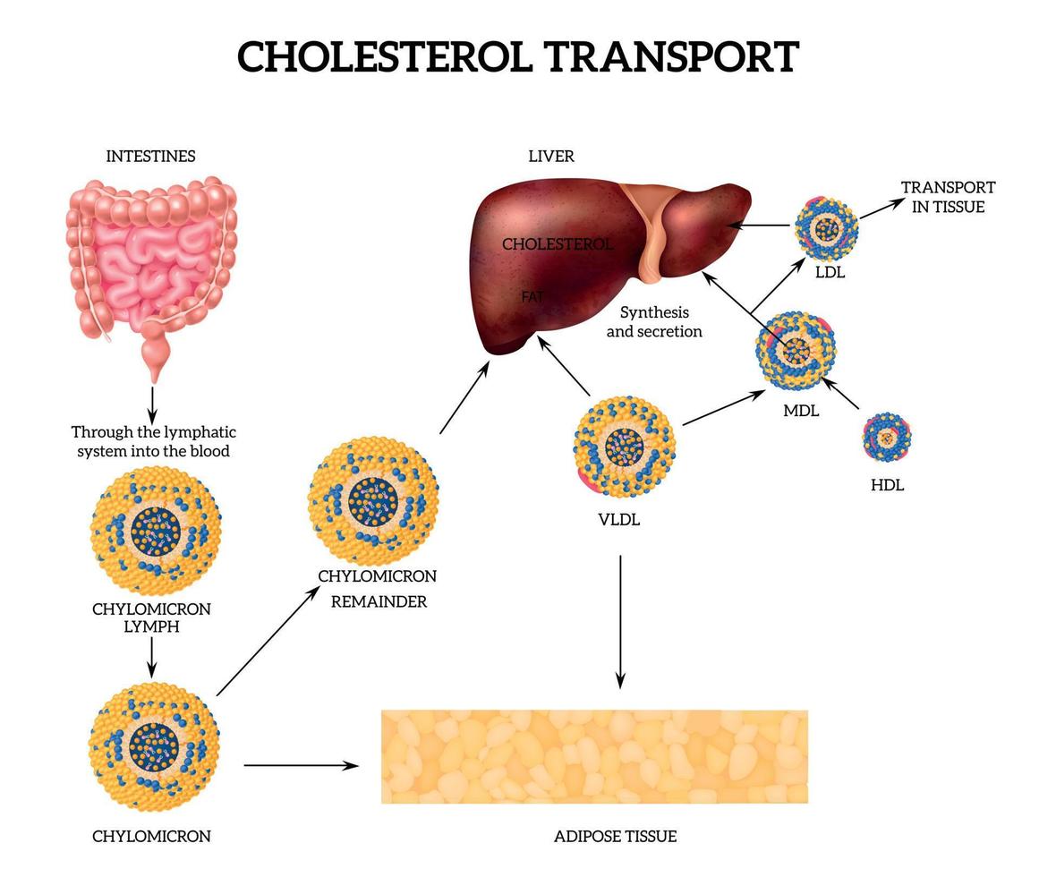 Cholesterol Transport Concept vector