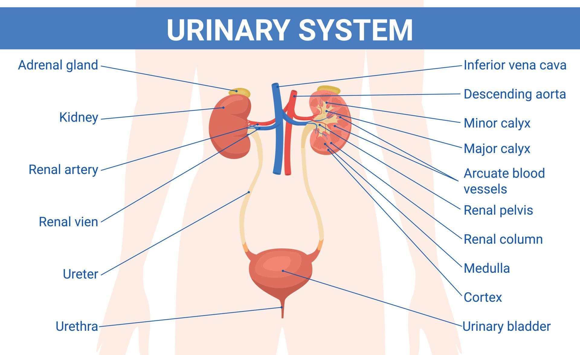 Human Urinary System Infographics Vector Art At Vecteezy