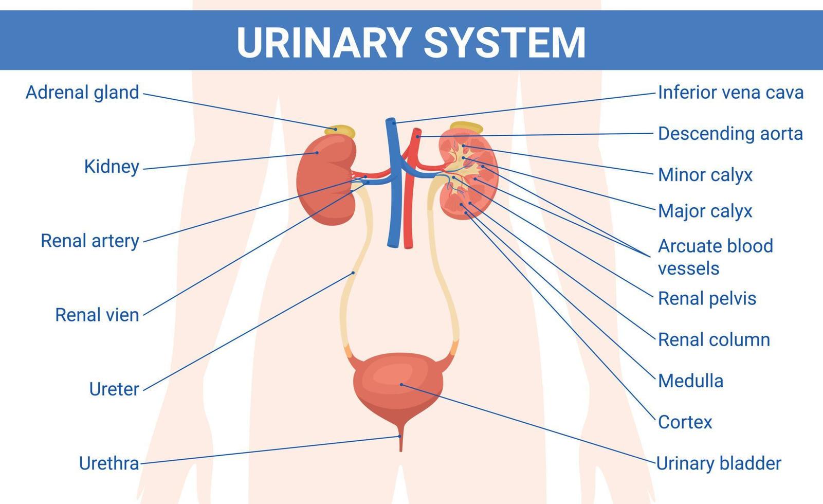 infografía del sistema urinario humano vector