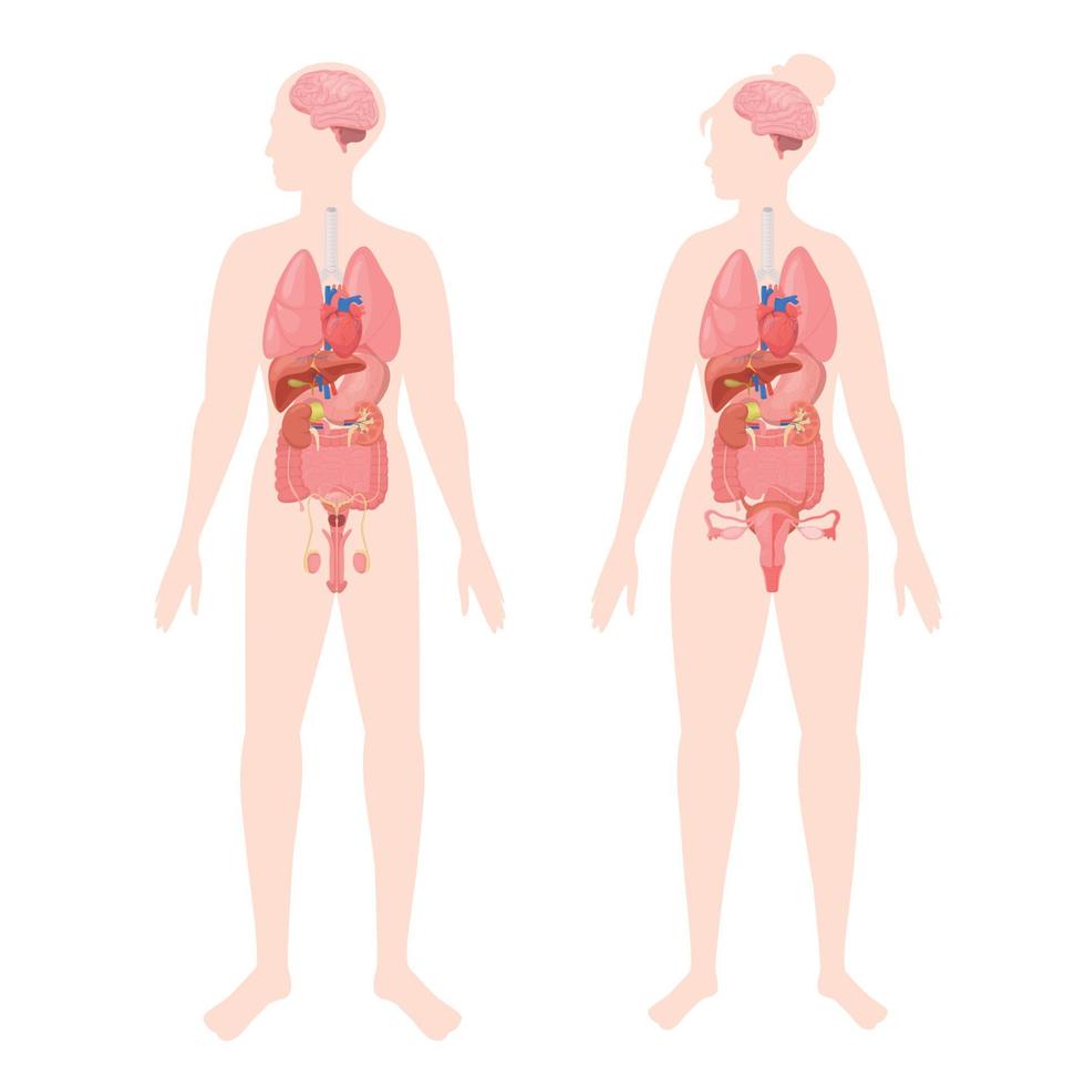 Human Body Organs Set vector