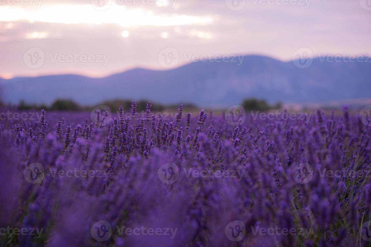 campo de lavanda francia foto