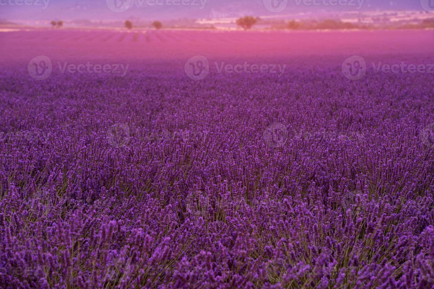 campo de lavanda francia foto