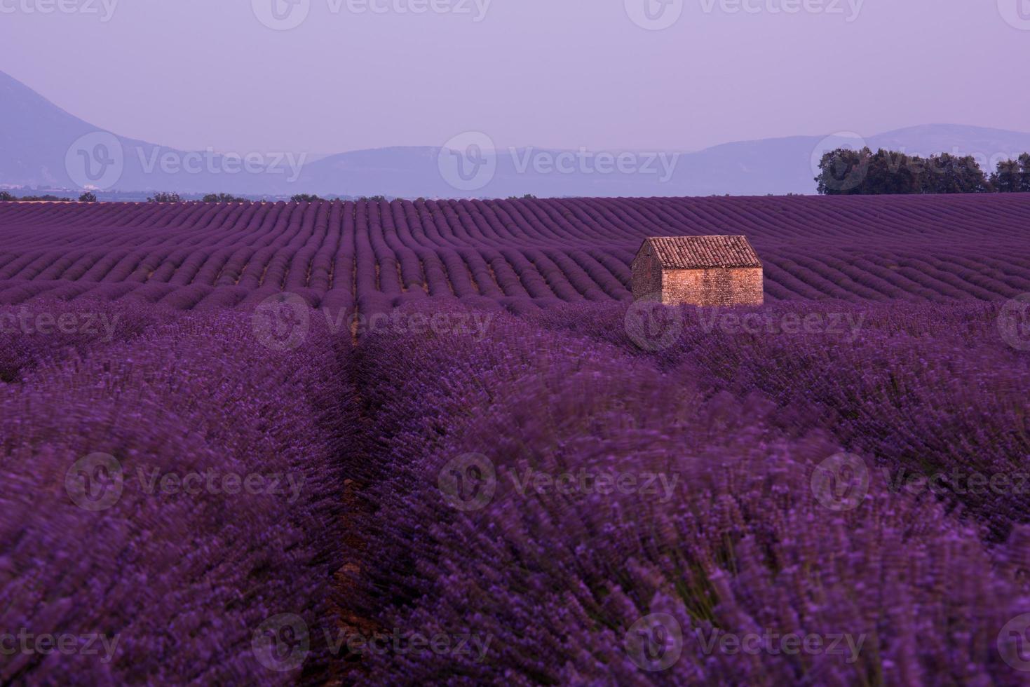 campo de flores de lavanda púrpura con casa de piedra solitaria foto