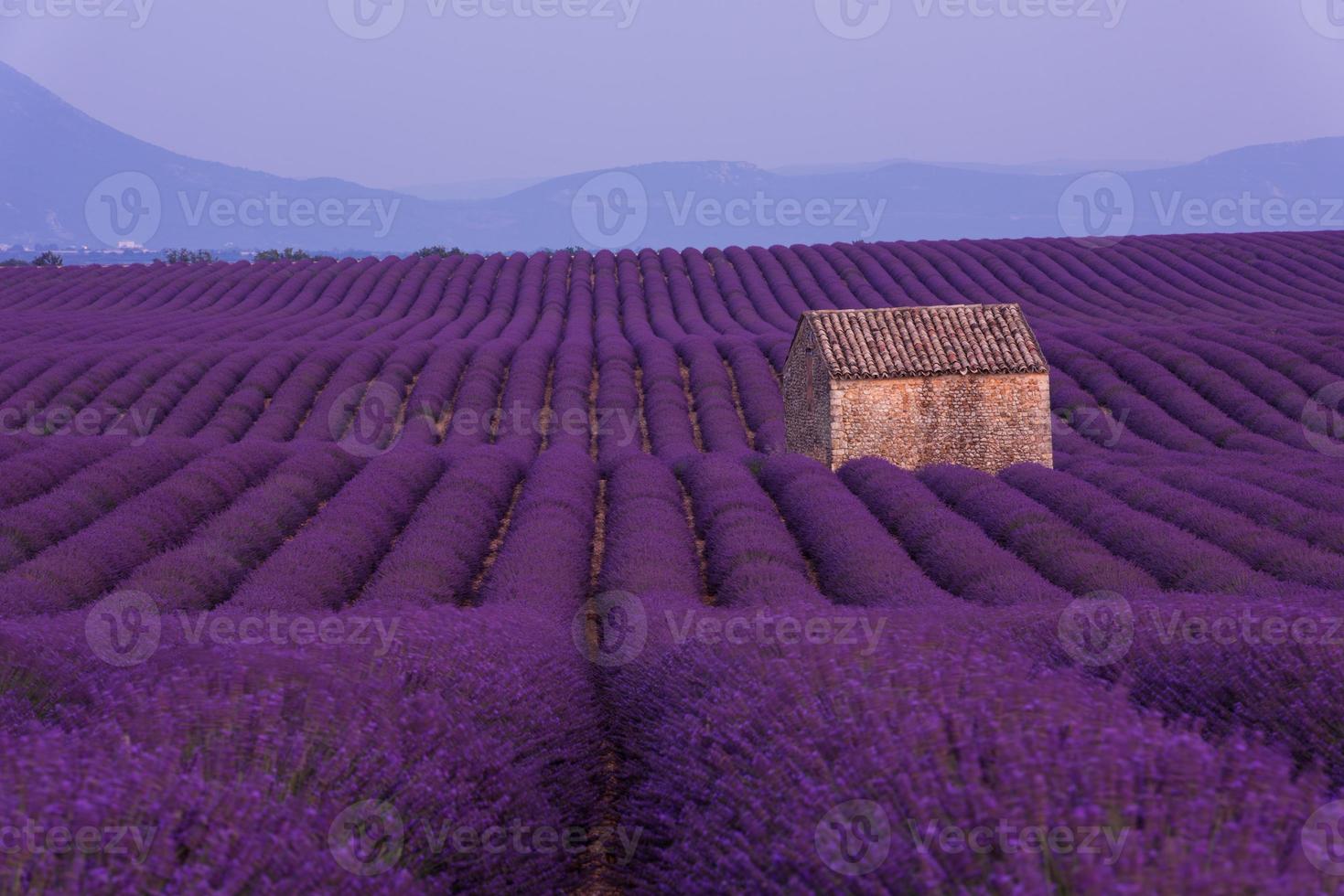 campo de flores de lavanda púrpura con casa de piedra solitaria foto