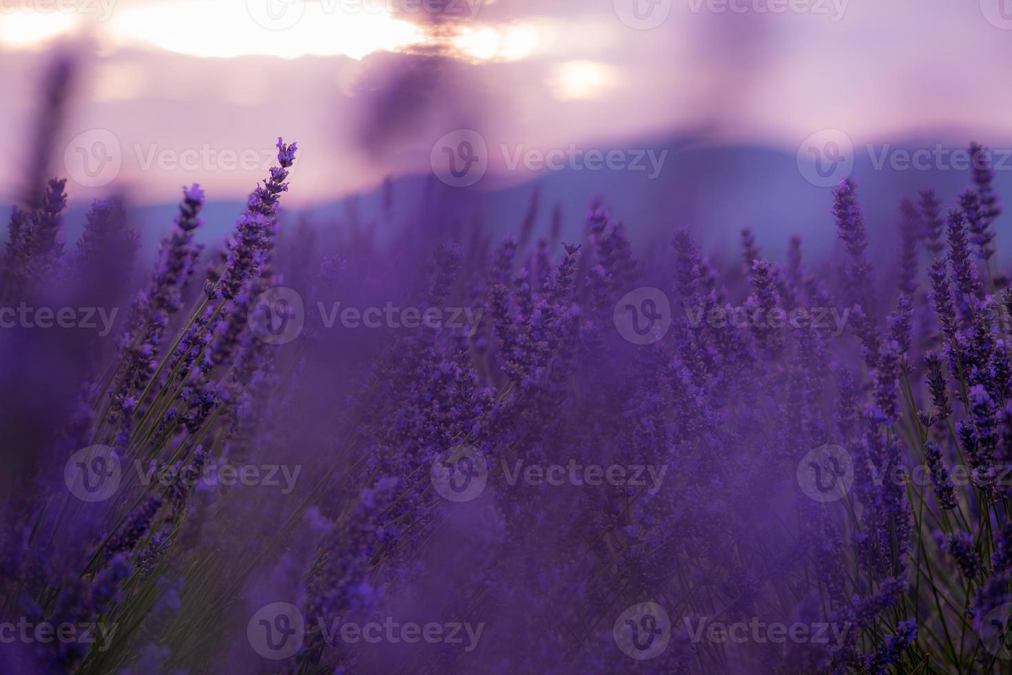 closeup purple lavender field photo