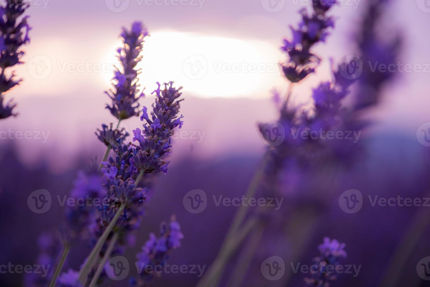 campo de lavanda púrpura de primer plano foto