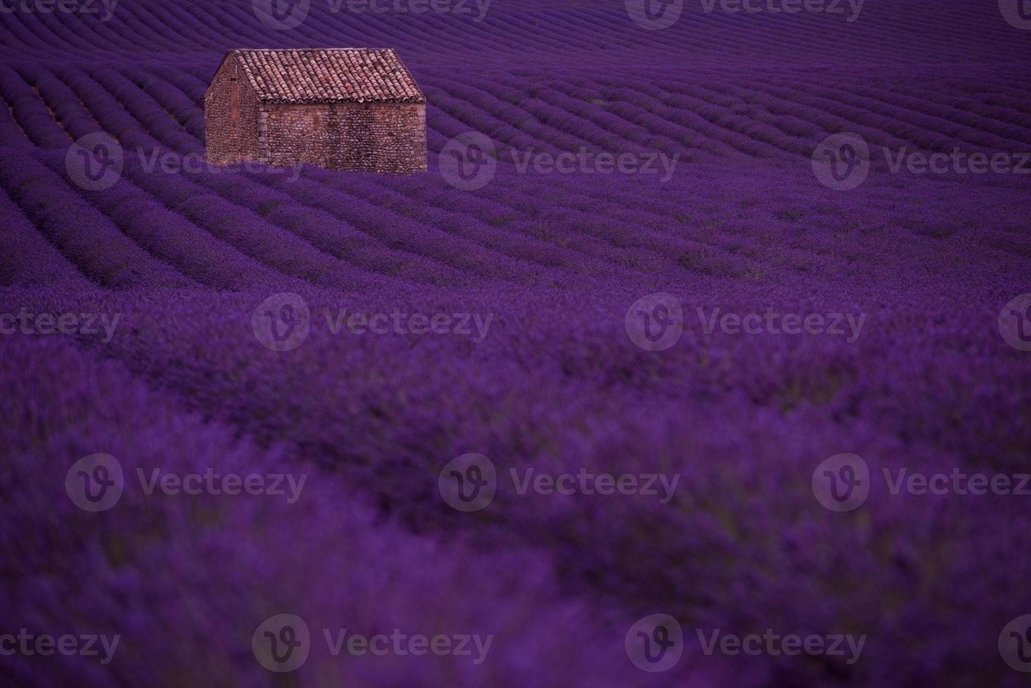 purple lavender flowers field with lonely old stone house photo