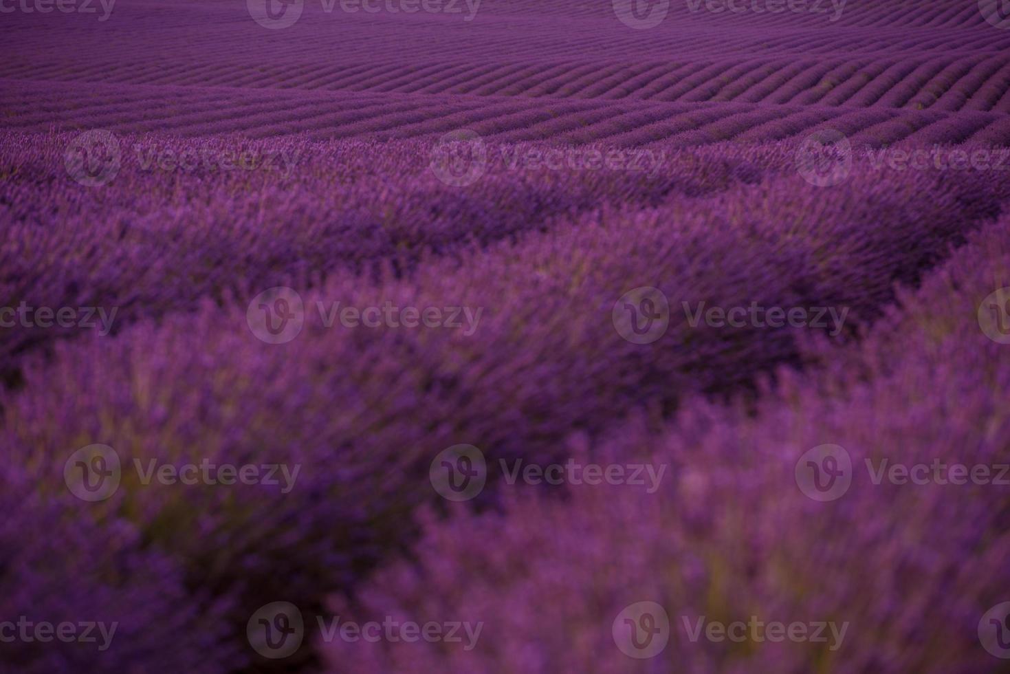 levender field france photo