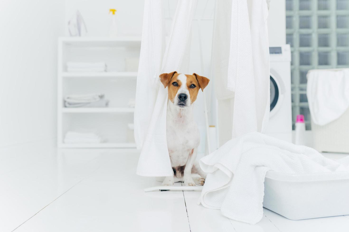 Indoor shot of jack russell terrier in laundry room, white fresh washed laundry on clothes dryers, basin with towels to wash, washing machine in background photo