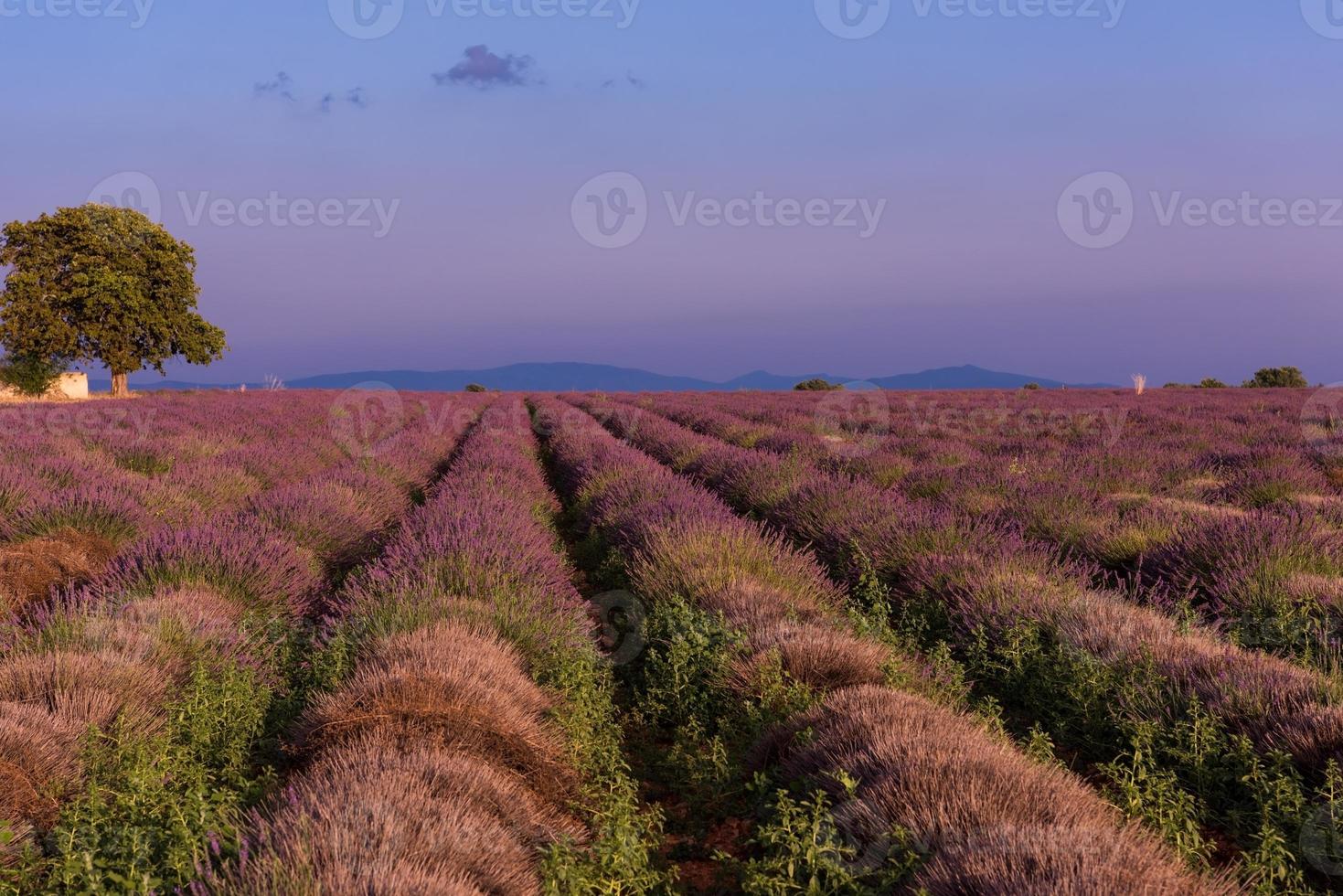 levender field france photo