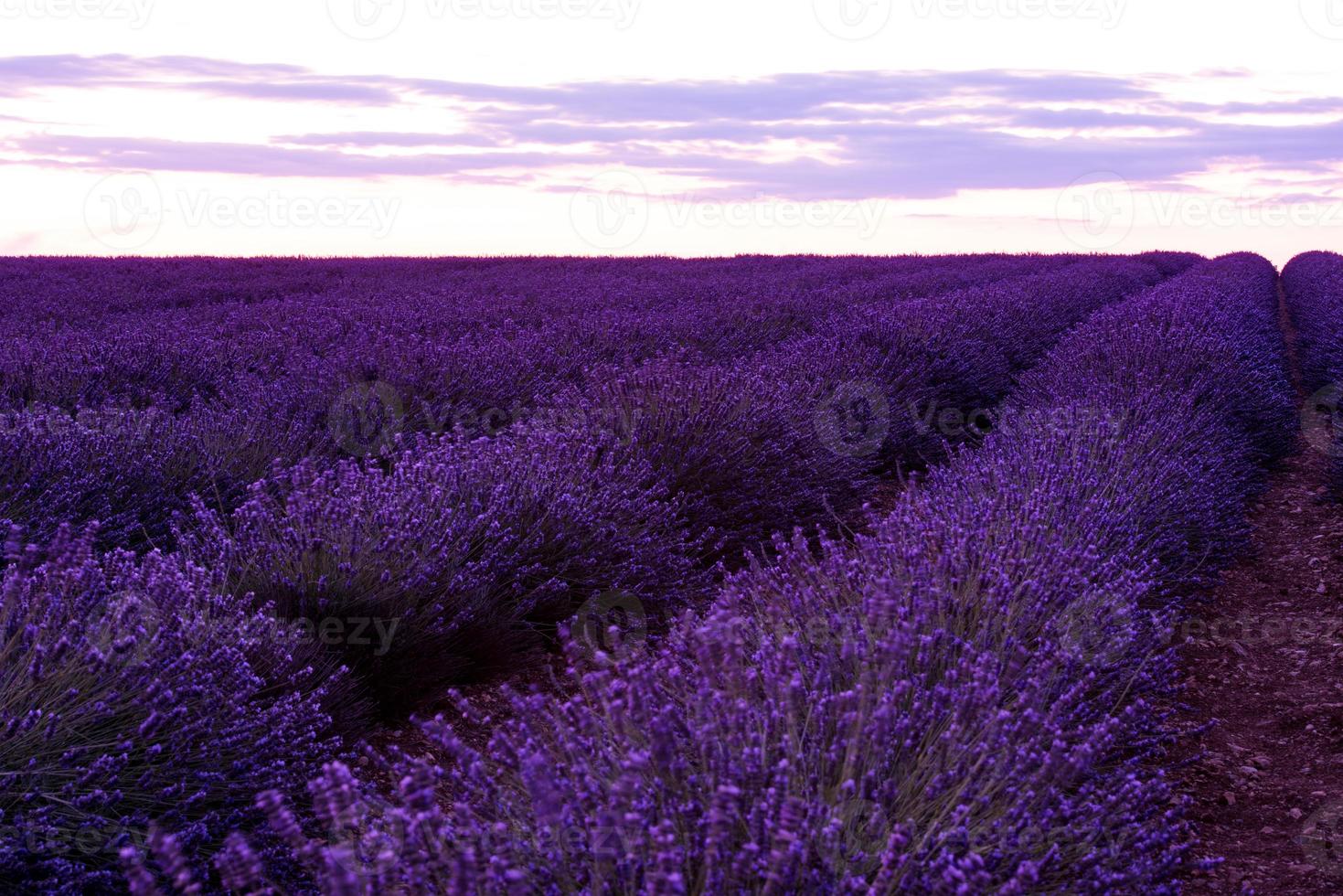 colorful sunset at lavender field photo