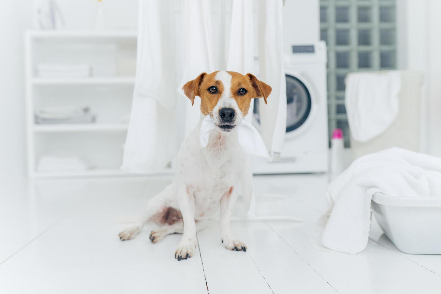 Indoor shot of little pedigree dog bites hanged white linen, poses on floor in laundry room at home. Hygiene, cleanliness and household concept photo