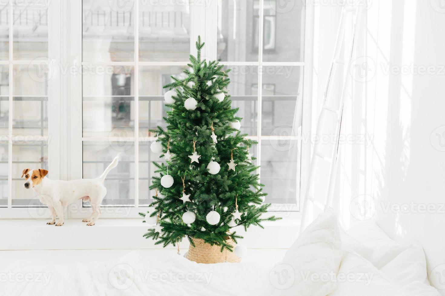Horizontal shot of small dog poses on windowsill of big window in bedroom, beautiful decorated New Year tree stands near. Christmas bedroom interior photo