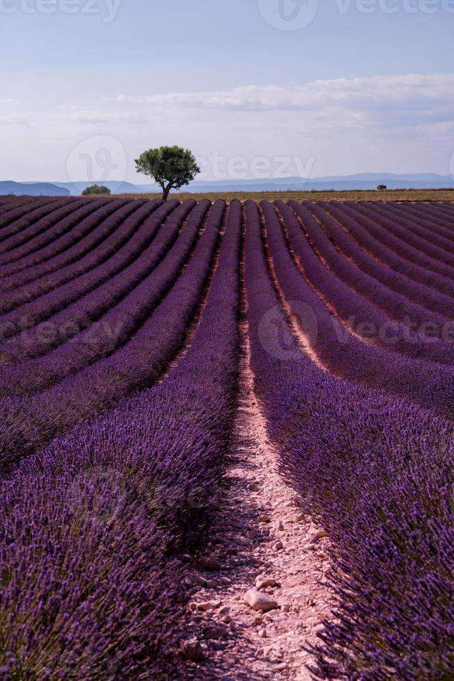 lonely tree at lavender field photo