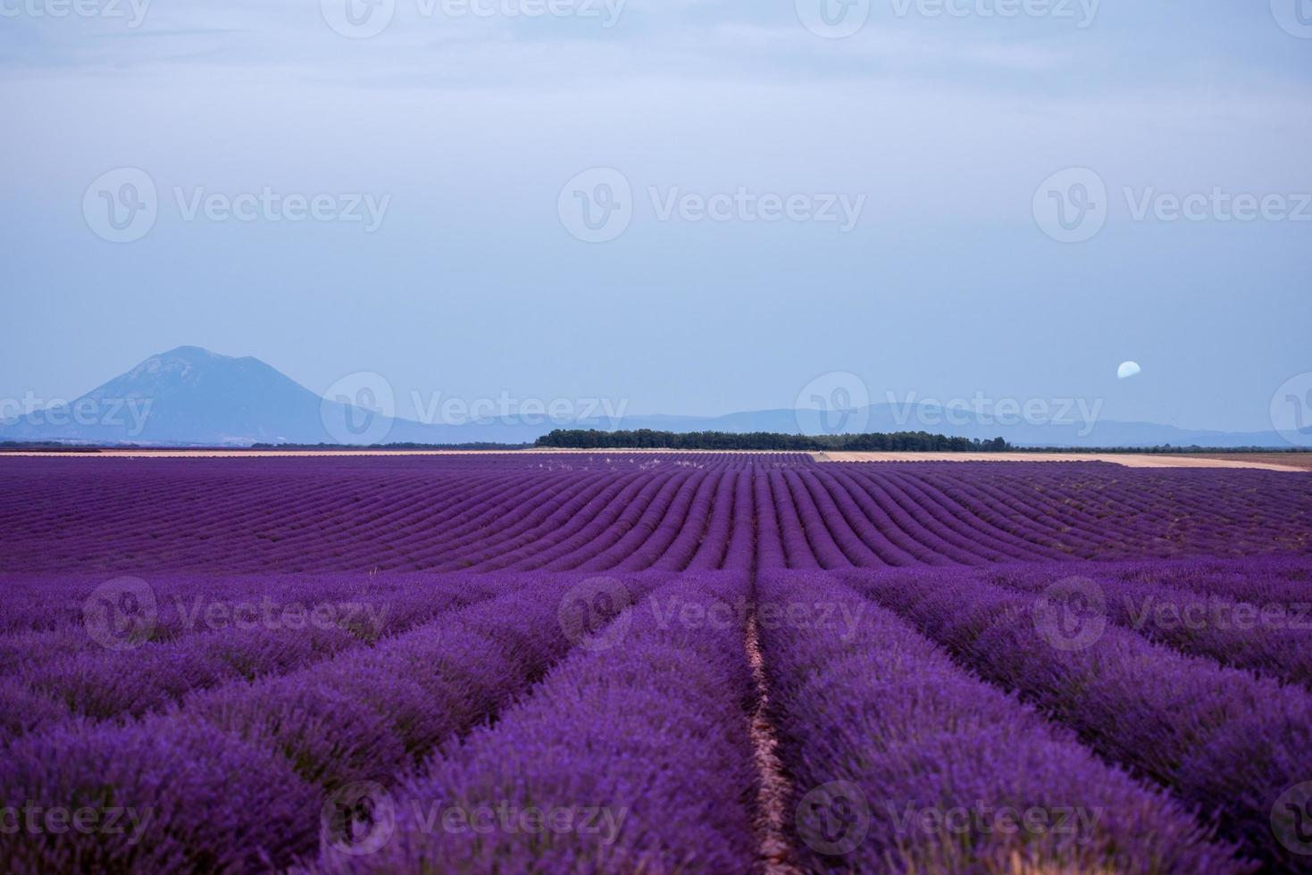 la luna sobre el campo de lavanda francia foto