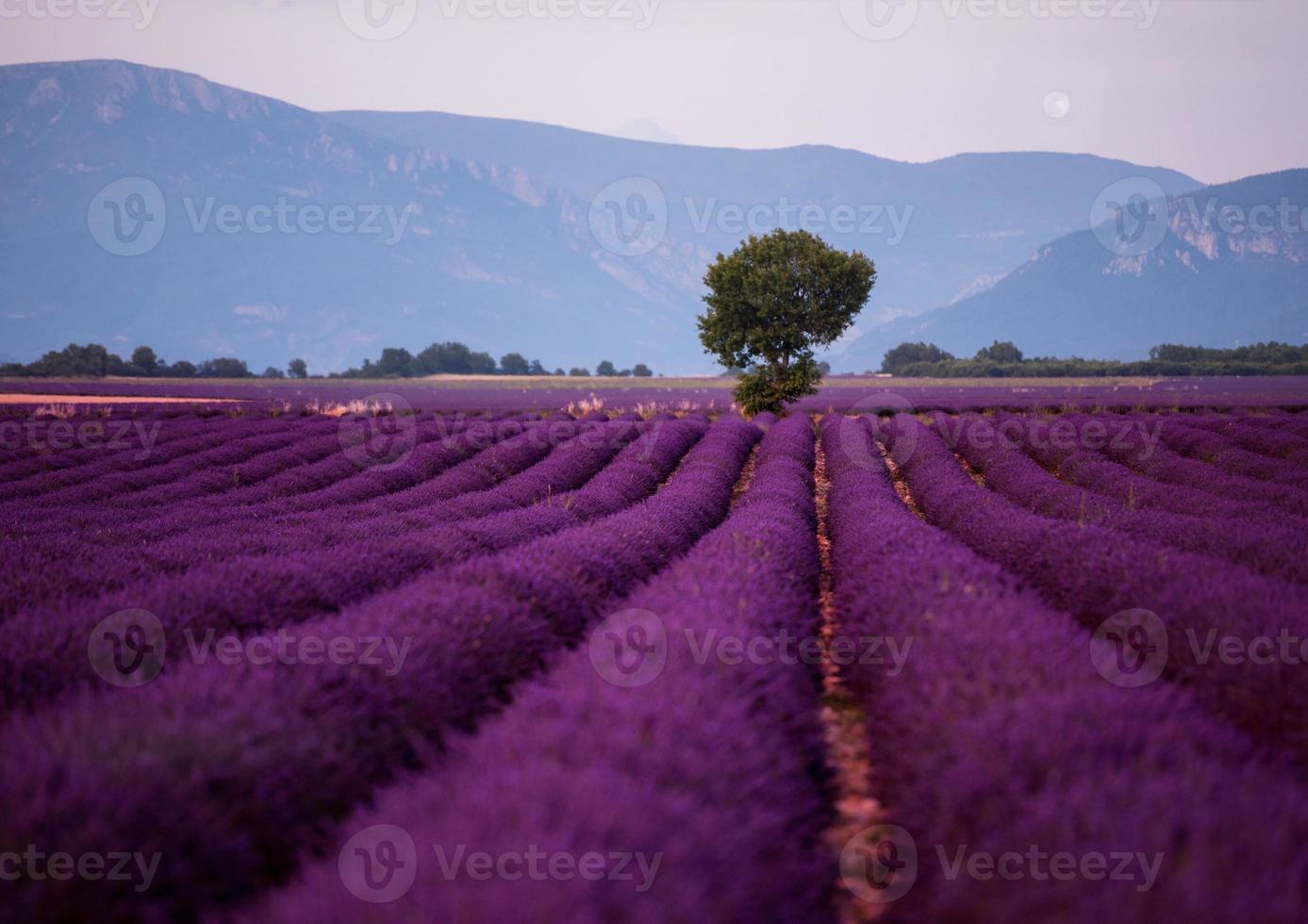 the moon above lonely tree at lavender field photo