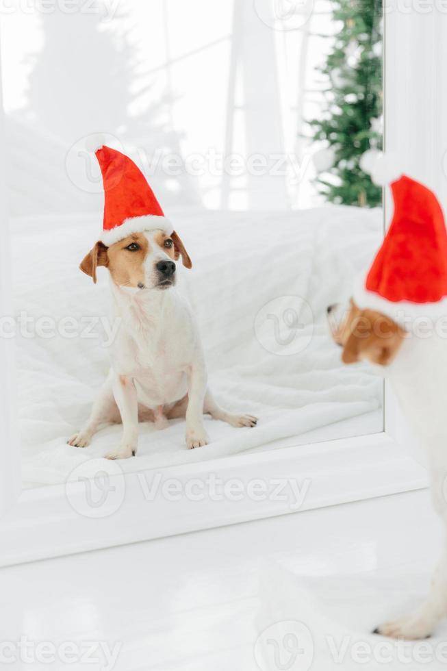 Vertical shot of pedigree dog in festive hat anticipates for New Year, poses near mirror, looks at its reflection, sits on white floor. Christmas time concept photo