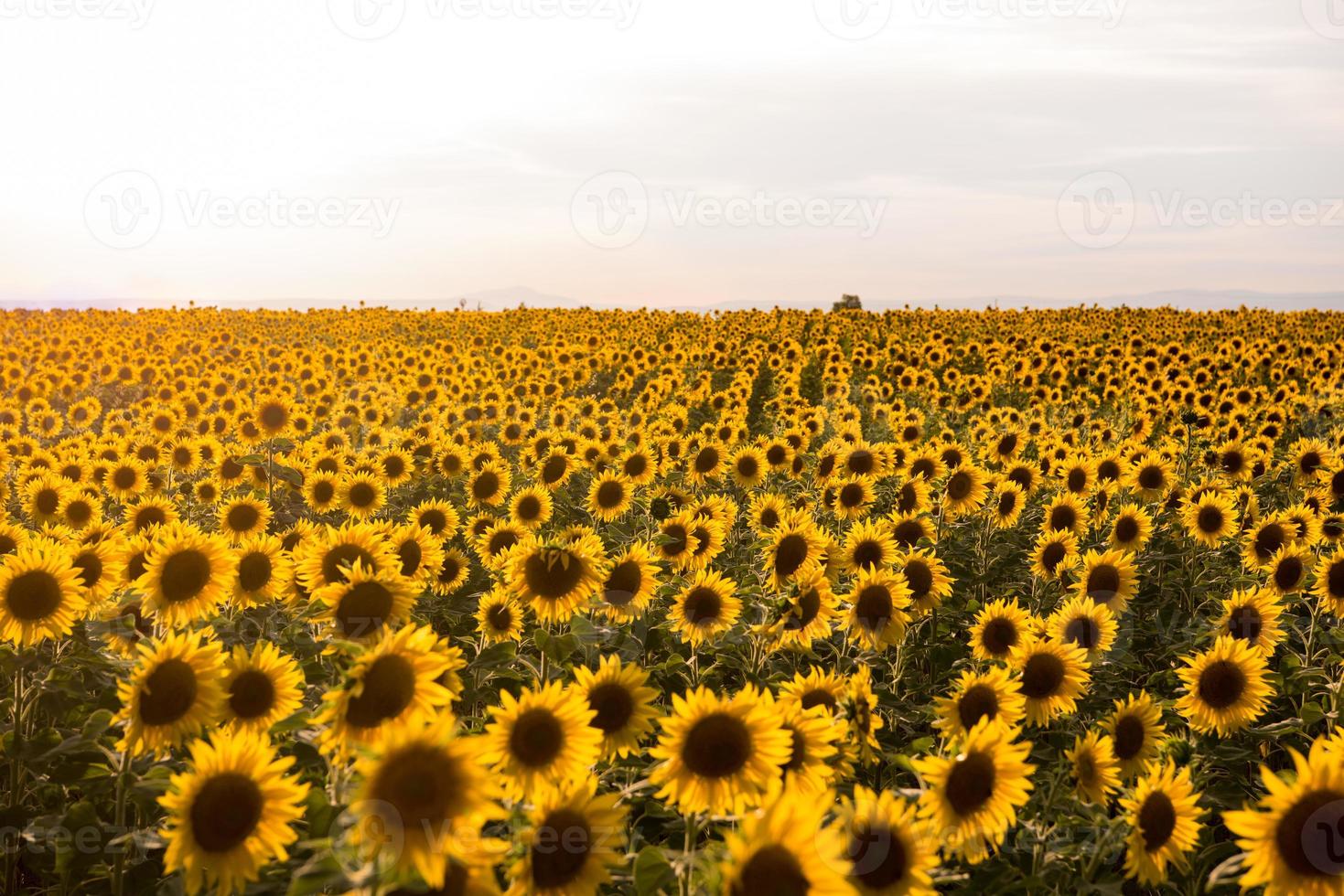 vista del campo de girasol foto