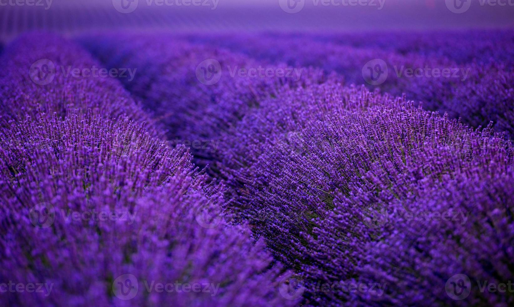 lavender field france photo