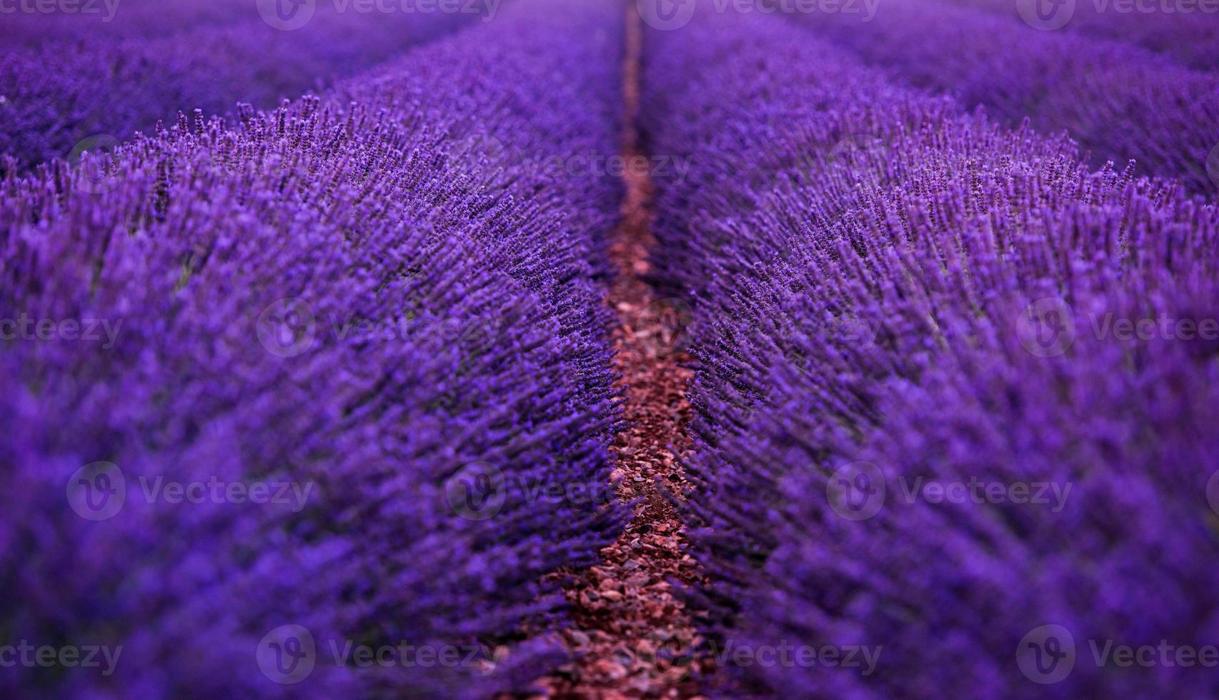 campo de lavanda francia foto