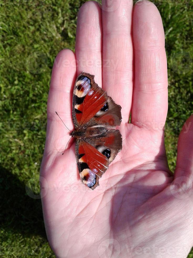 la mariposa se sienta en la palma. ojo de pavo real primer plano de insecto alado. mariposa y mano. la palma humana está abierta. una criatura viviente con alas es de colores brillantes. un insecto nacido de una pupa. foto