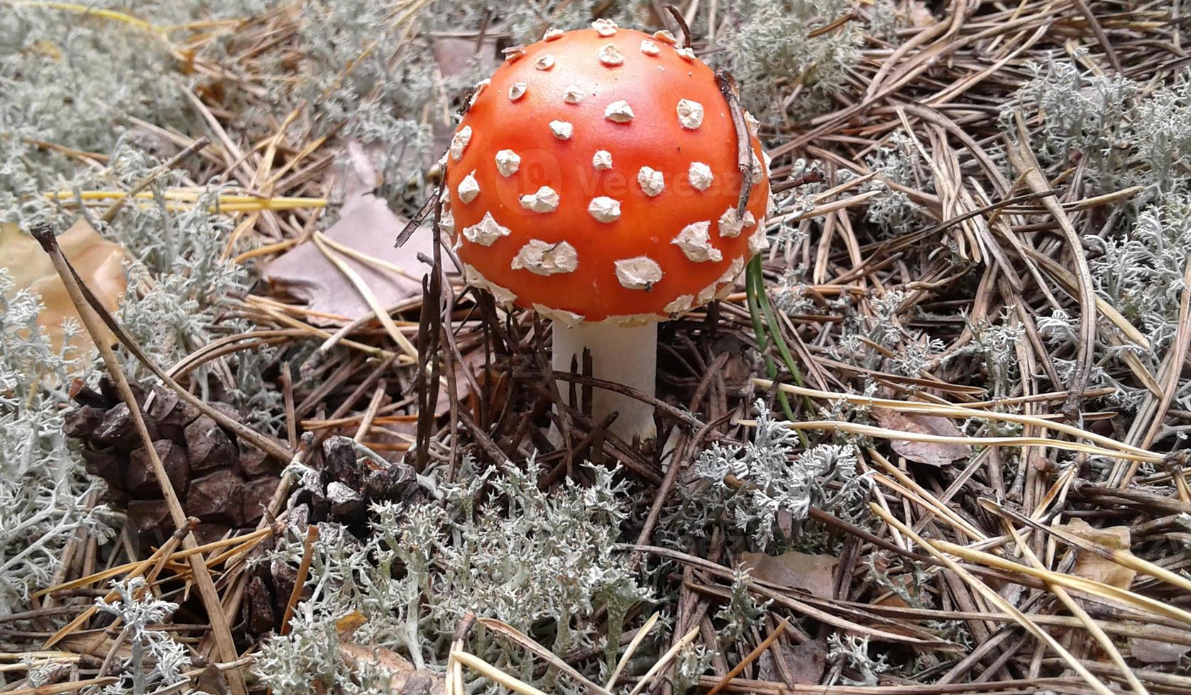 Fly agaric. Amanita - small poisonous mushroom. Red mushroom in a dry forest. Not edible, hallucinogenic mushroom. The red hat has white flakes. The fungus is used as a fly repellent. Causes poisoning photo